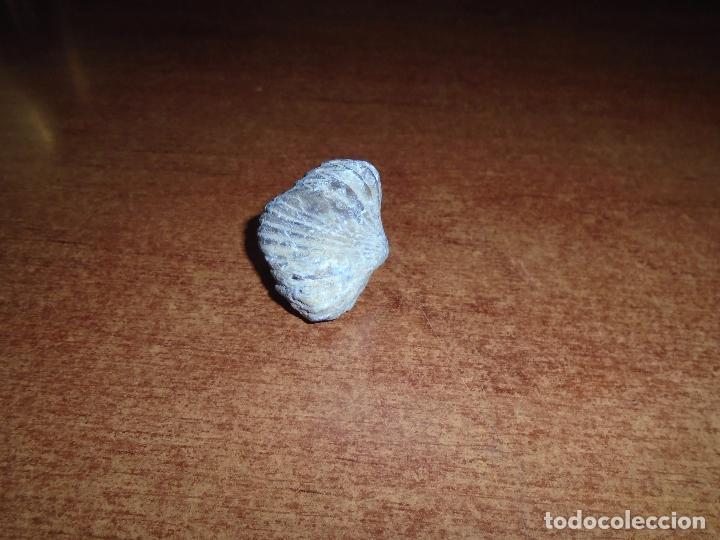 Coleccionismo de f&oacute;siles: F&Oacute;SIL RHYNCHONELLIDA - Foto 6