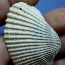Coleccionismo de fósiles: MOLUSCOS-ARCA S.P.-MIOCENO SERRAVALLIENSE-PESSAC-FRANCIA H520