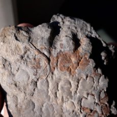Coleccionismo de fósiles: RARO FÓSIL. POLÍQUETOS EN AMBOS LADOS. CRETÁCICO . OBSERVEN TODAS LAS FOTOS.. Lote 114186863