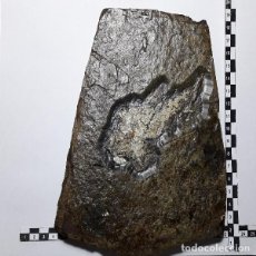 Coleccionismo de fósiles: PEZ FOSIL RHABDOLESPIS PERMICO FOSIL PALEONTOLOGIA ALEMANIA. UNICO EN TODOCOLECCION.. Lote 116382831
