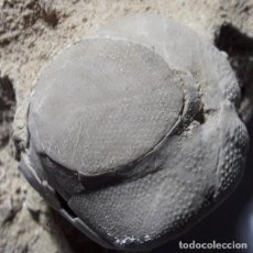 Coleccionismo de fósiles: SCHIZASTER SCILLAE MIOCENO ERIZO FOSIL PORTUGAL. PALEONTOLOGIA.