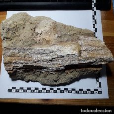 Coleccionismo de fósiles: FOSIL DE HUESO DE BALLENA. PLIOCENO. PALEONTOLOGIA, OPORTUNIDAD.