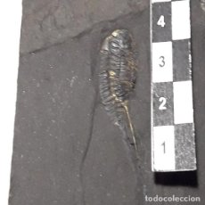 Coleccionismo de fósiles: FOSIL DE TRILOBITES TRIARTHUS SPINOSUS. PALEONTOLOGIA.UNICO . ORDOVICICO.
