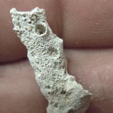 Coleccionismo de fósiles: CORALARIOS-DILPHELIA SOLANDERI-EOCENO LUTECIENSE BASIN PARISIEN-BEYNES-FRANCIA H-33