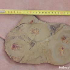 Coleccionismo de fósiles: FOSIL TRILOBITES LEHUA VINCULUM.ORDOVICICO MARRUECOS. PALEONTOLOGIA. PIEZON.. Lote 126644003
