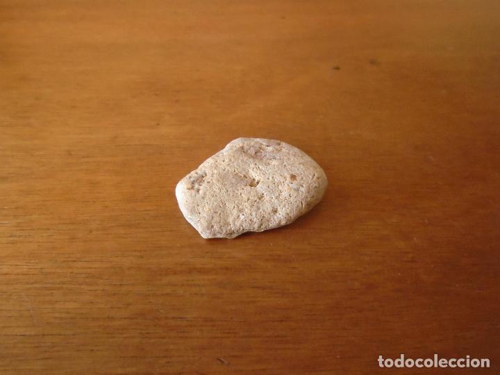 Coleccionismo de f&oacute;siles: F&Oacute;SIL CONCHA DE MOLUSCO - Foto 2