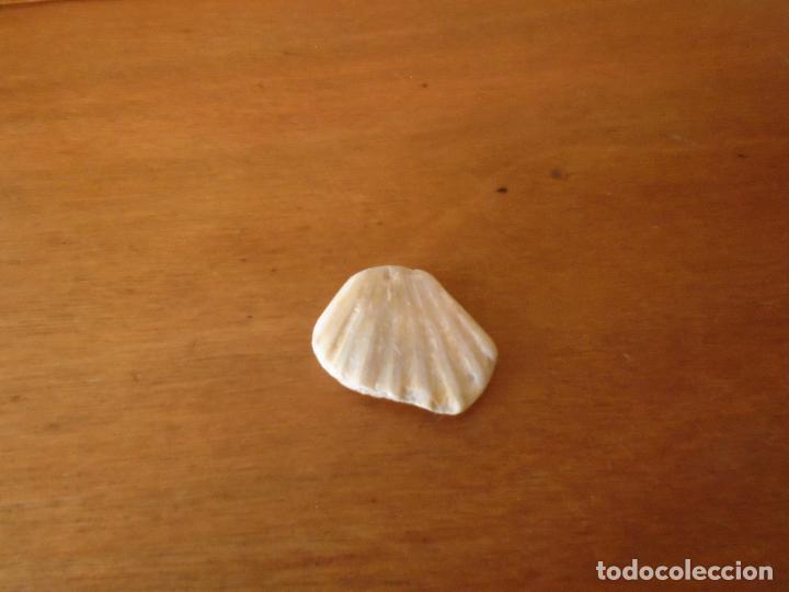 Coleccionismo de f&oacute;siles: F&Oacute;SIL CONCHA DE MOLUSCO - Foto 3
