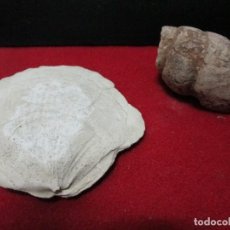 Coleccionismo de fósiles: DOS FOSILES A IDENTIFICAR 50 GRAMOS APROXIMADAMENTE. Lote 128324311