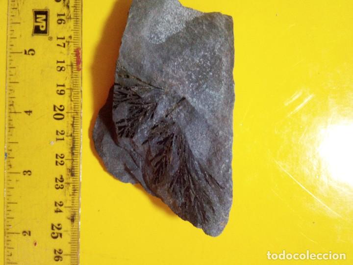 Coleccionismo de f&oacute;siles: Asterophyllites sp. - Foto 1