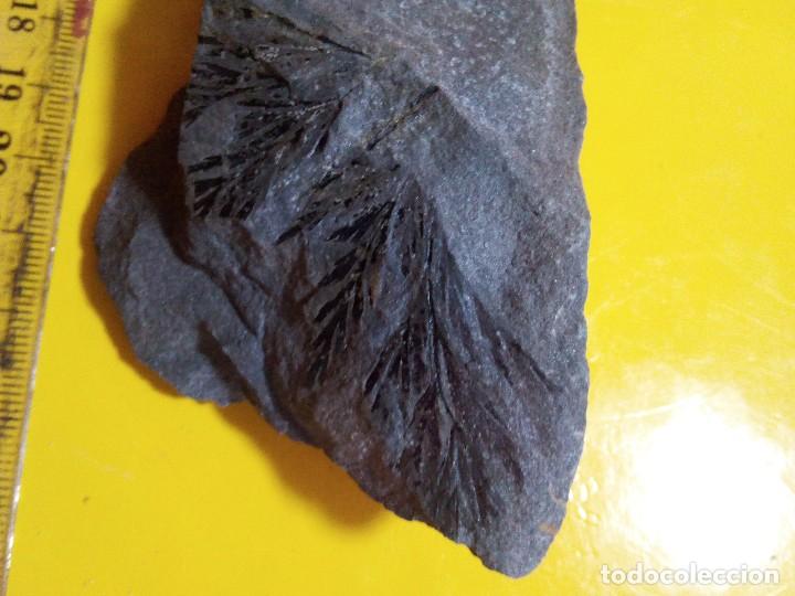 Coleccionismo de f&oacute;siles: Asterophyllites sp. - Foto 2