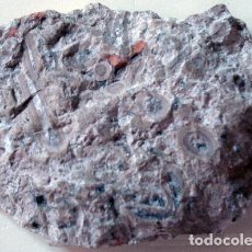 Coleccionismo de fósiles: FOSIL