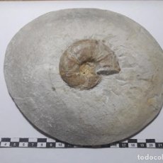 Coleccionismo de fósiles: FOSIL DE AMMONITES PATAGIOSITES STOBEI CRETACICO ALEMANIA PALEONTOLOGIA