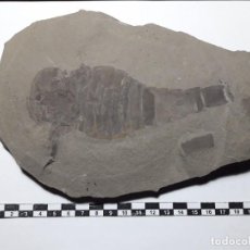 Coleccionismo de fósiles: FOSIL DE ESCORPION EURYPTERIS REMIPES.SILURICO.ESTADOS UNIDOS. PALEONTOLOGIA. OFERTON.