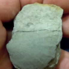 Coleccionismo de fósiles: MOLUSCOS-OXYSTOMA-JURÁSICO INFERIOR-TURINGIA-ALEMANIA J-892