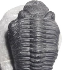 Coleccionismo de fósiles: FOSIL DE TRILOBITES DROTOPS MEGALOMANICUS. DEVONICO. MARRUECOS.
