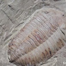Coleccionismo de fósiles: FOSIL DE TRILOBITES EOHOMALONOTUS. ORDOVICICO. MARRUECOS.