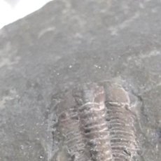 Coleccionismo de fósiles: FOSIL DE TRILOBITES LEHUA. ORDOVICICO. MARRUECOS.. Lote 149568070