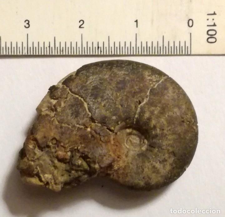 Coleccionismo de f&oacute;siles: FOSIL DE AMONITES - Foto 1