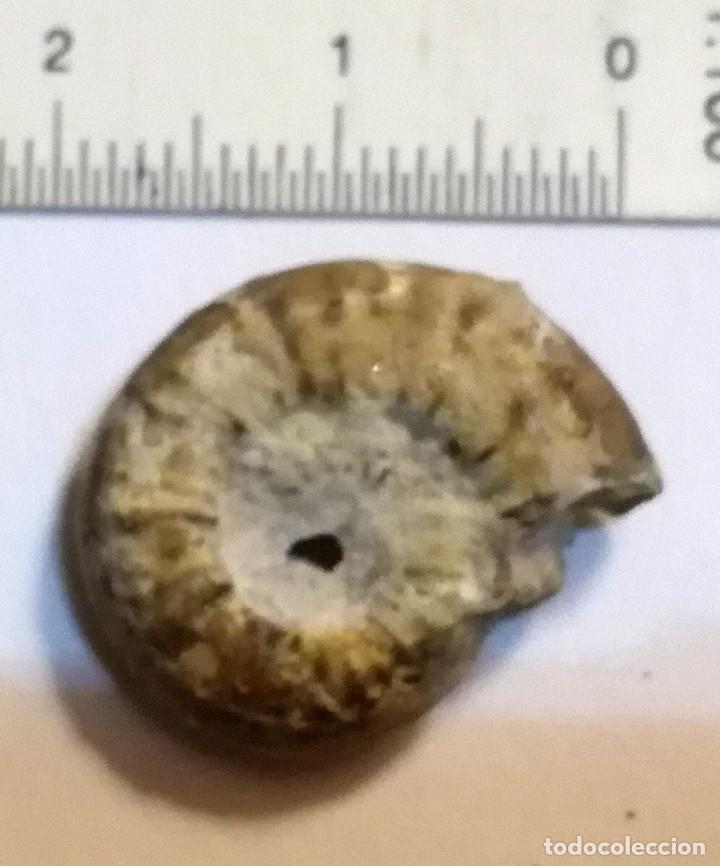 Coleccionismo de f&oacute;siles: FOSIL DE AMONITES - Foto 2