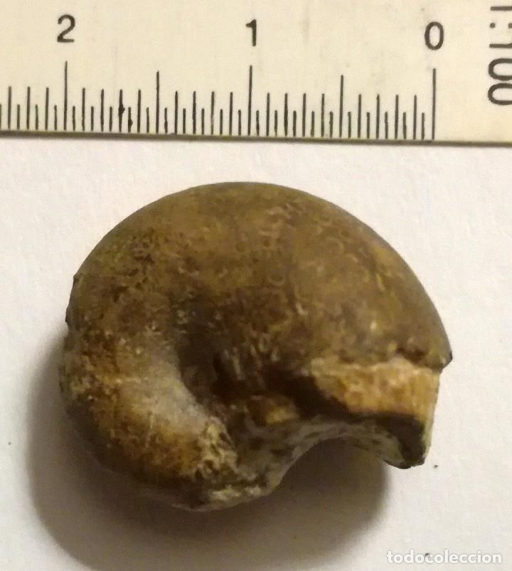 Coleccionismo de f&oacute;siles: FOSIL DE AMONITES - Foto 1