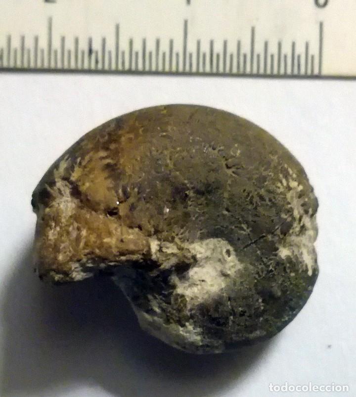 Coleccionismo de f&oacute;siles: FOSIL DE AMONITES - Foto 2