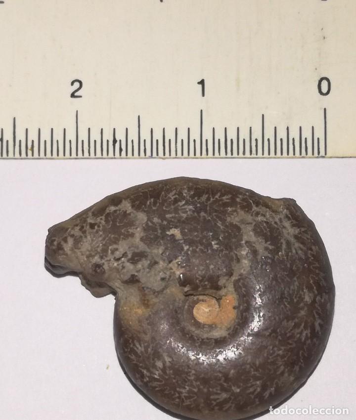 Coleccionismo de f&oacute;siles: FOSIL DE AMONITES - Foto 2