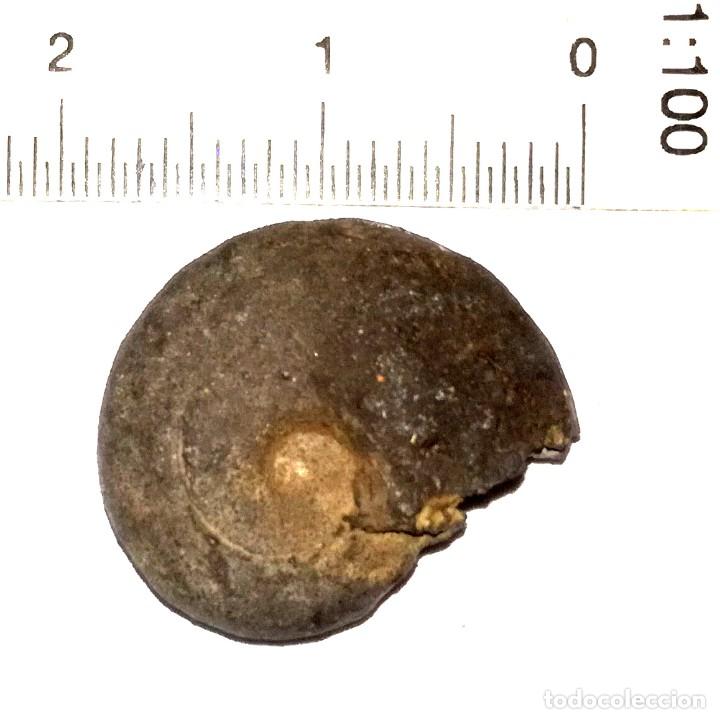 Coleccionismo de f&oacute;siles: FOSIL DE AMONITES - Foto 1