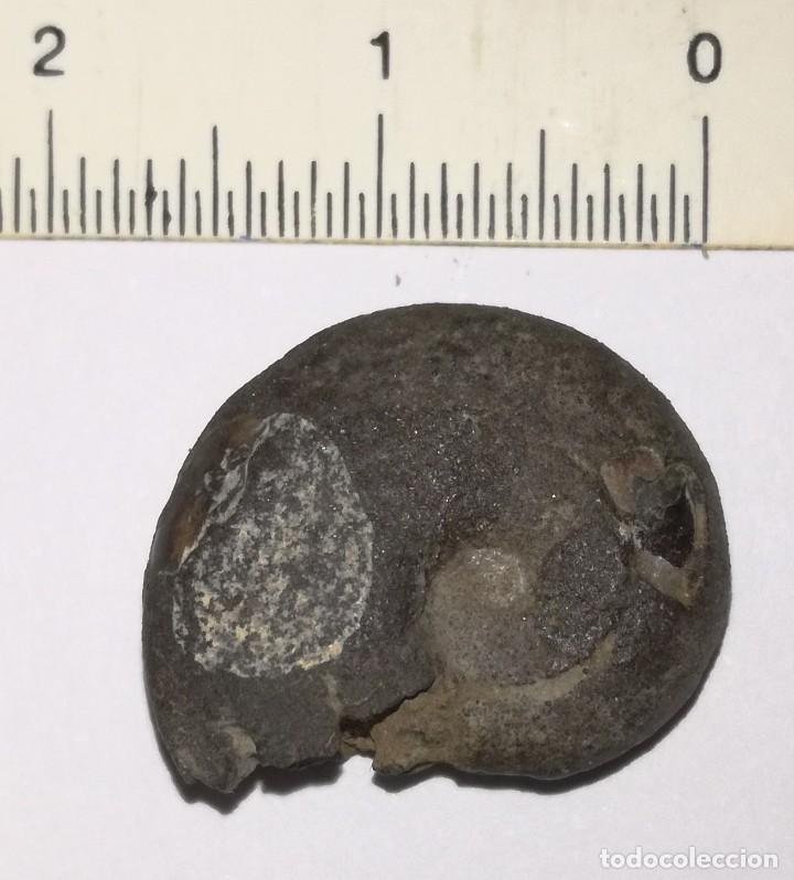 Coleccionismo de f&oacute;siles: FOSIL DE AMONITES - Foto 2