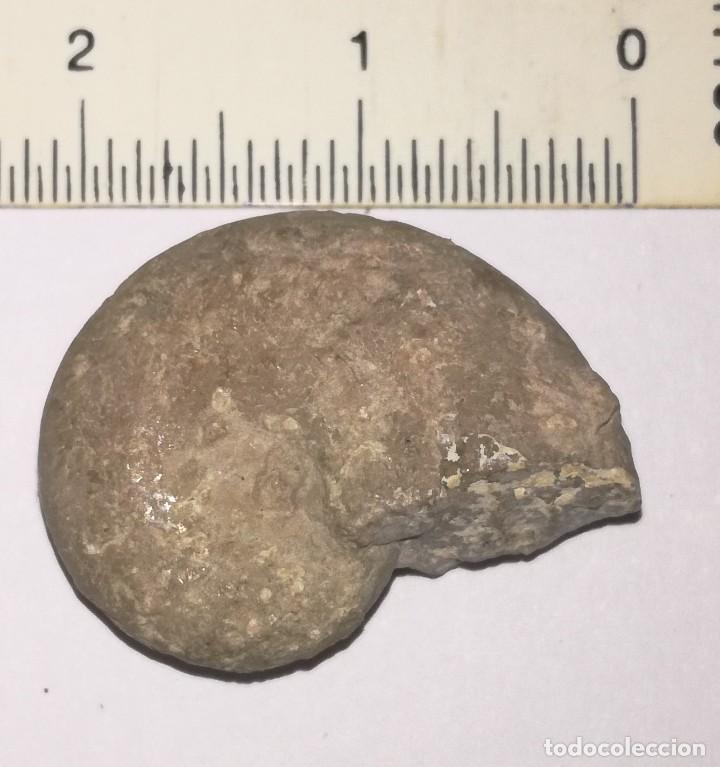 Coleccionismo de f&oacute;siles: FOSIL DE AMONITES - Foto 1