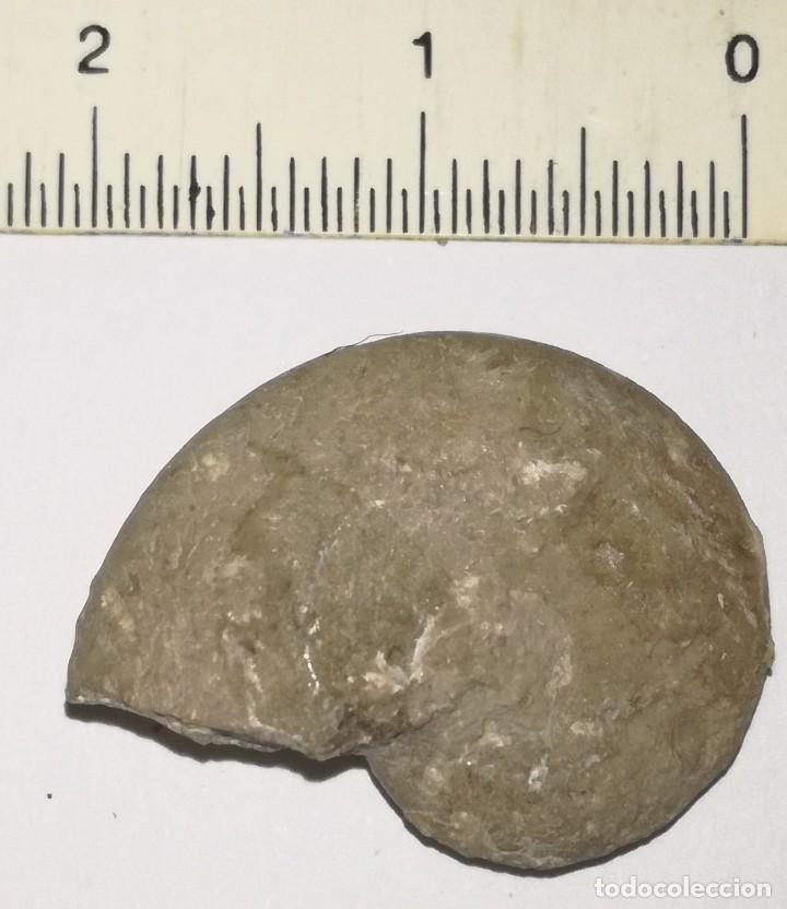 Coleccionismo de f&oacute;siles: FOSIL DE AMONITES - Foto 2