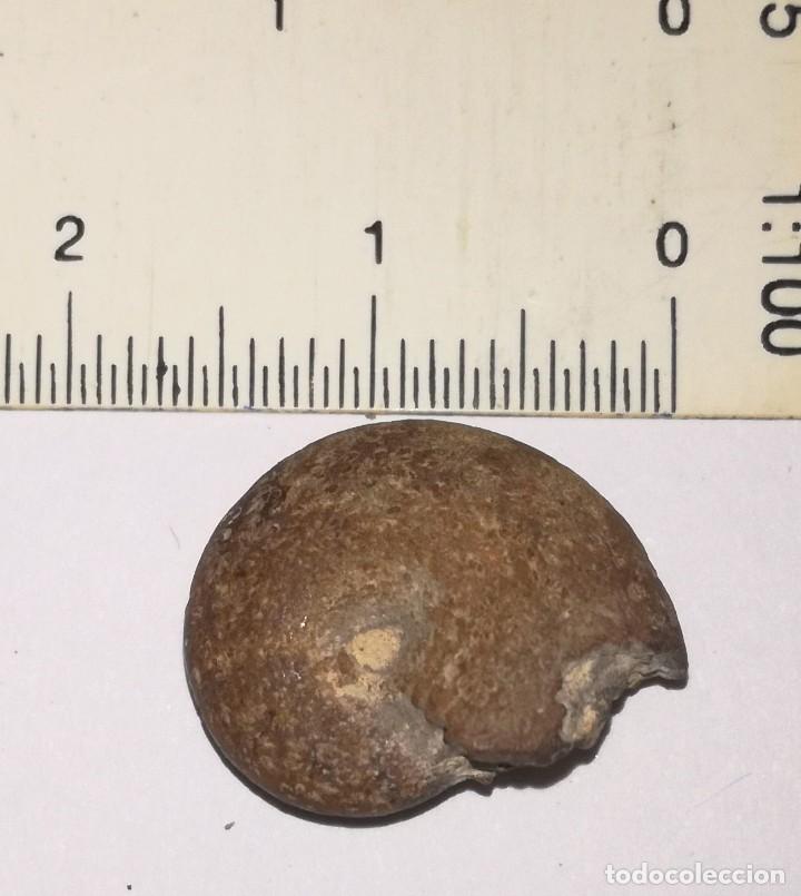 Coleccionismo de f&oacute;siles: FOSIL DE AMONITES - Foto 1