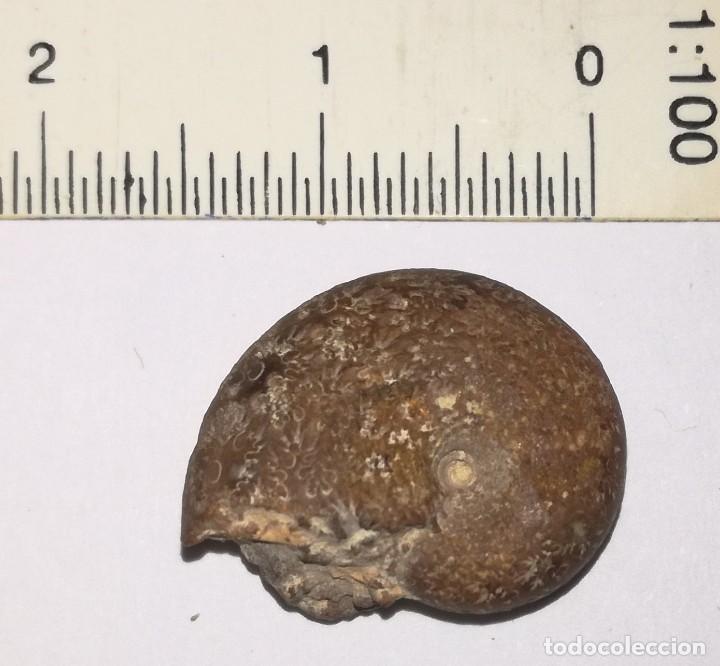 Coleccionismo de f&oacute;siles: FOSIL DE AMONITES - Foto 2
