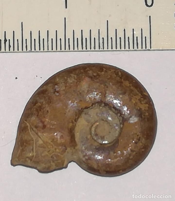 Coleccionismo de f&oacute;siles: FOSIL DE AMONITES - Foto 2