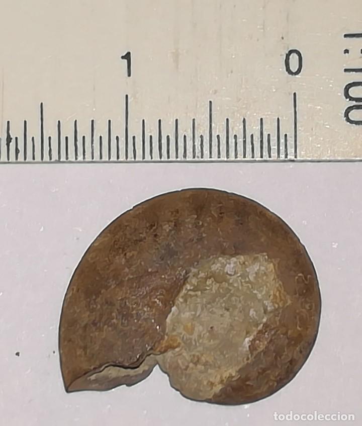 Coleccionismo de f&oacute;siles: FOSIL DE AMONITES - Foto 2