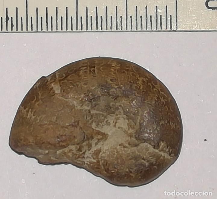 Coleccionismo de f&oacute;siles: FOSIL DE AMONITES - Foto 2