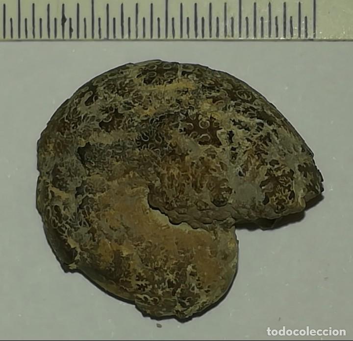 Coleccionismo de f&oacute;siles: FOSIL DE AMONITES - Foto 1