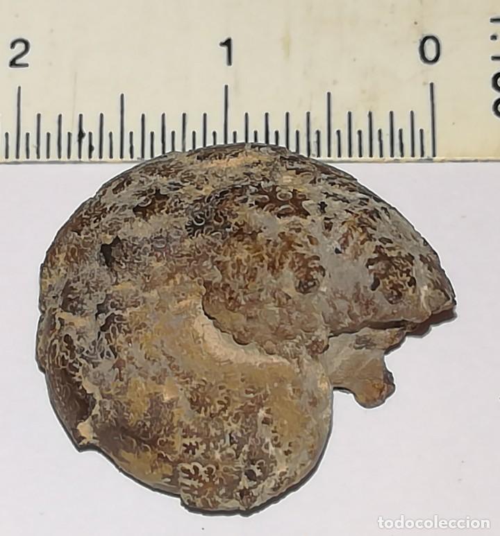Coleccionismo de f&oacute;siles: FOSIL DE AMONITES - Foto 2