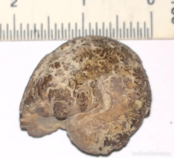 Coleccionismo de f&oacute;siles: FOSIL DE AMONITES - Foto 3