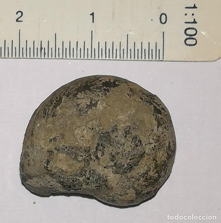 Coleccionismo de f&oacute;siles: FOSIL DE AMONITES - Foto 2
