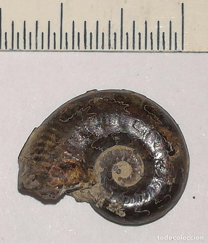 Coleccionismo de f&oacute;siles: FOSIL DE AMONITES - Foto 2