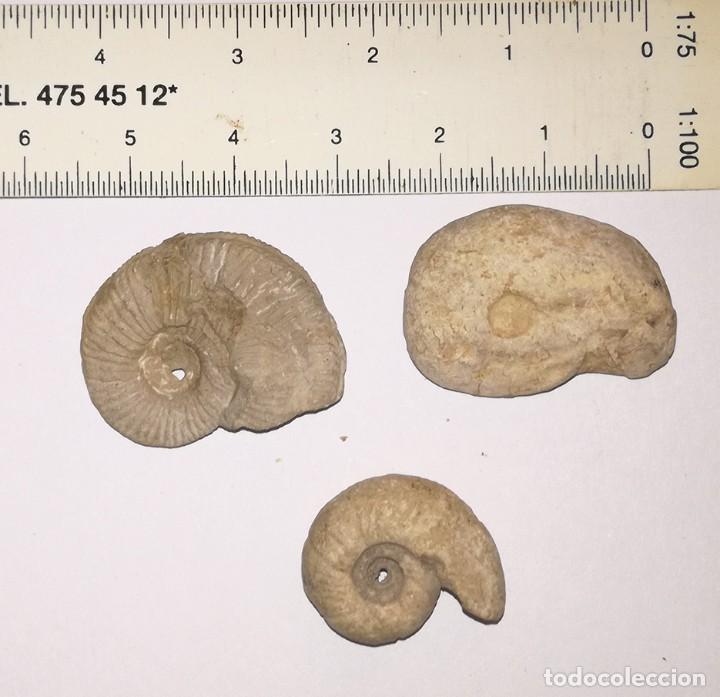 Coleccionismo de f&oacute;siles: 3 FOSILES DE AMONITES - Foto 1