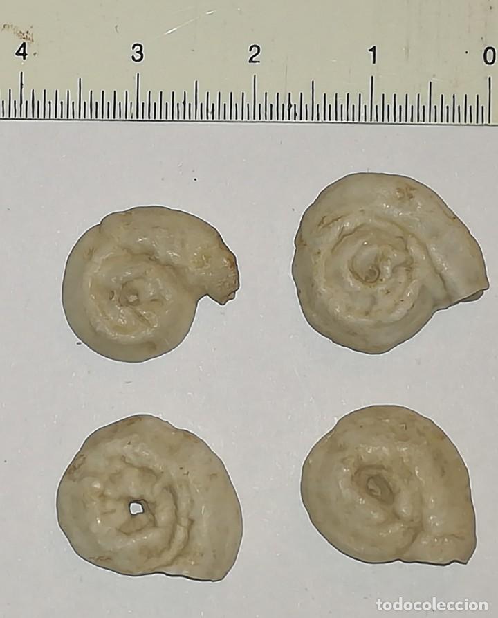 Coleccionismo de f&oacute;siles: 4 FOSILES DE AMONITES - Foto 1