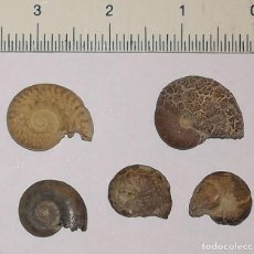 Coleccionismo de fósiles: 5 FOSILES DE AMONITES