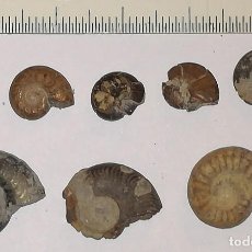 Coleccionismo de fósiles: 7 FOSILES DE AMONITES