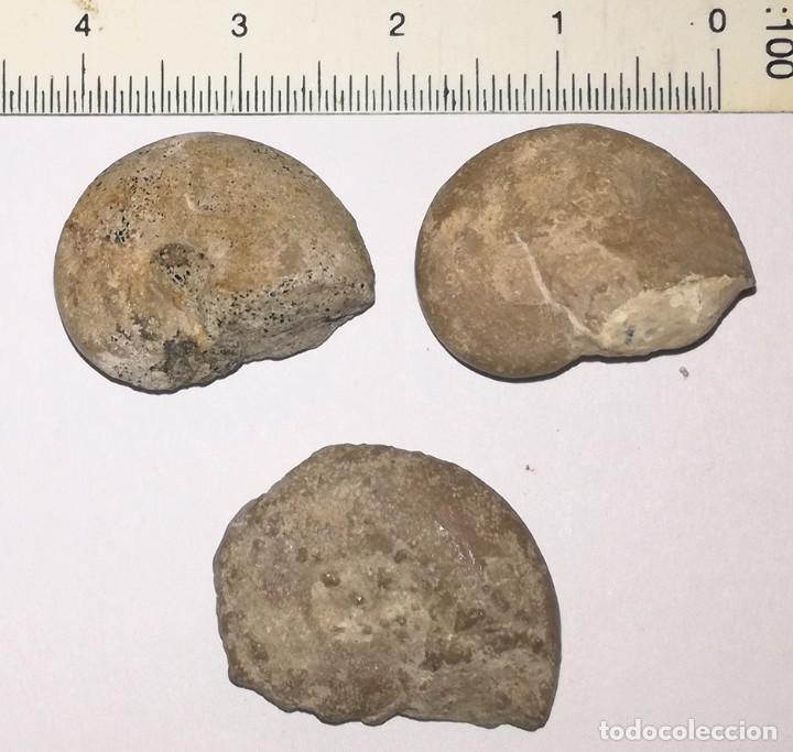 Coleccionismo de f&oacute;siles: 3 FOSILES DE AMONITES - Foto 1