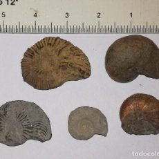 Coleccionismo de fósiles: 5 FOSILES DE AMONITES