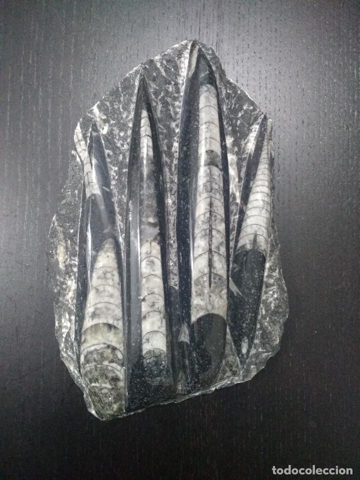 Coleccionismo de f&oacute;siles: F&oacute;siles orthoceras - Foto 1