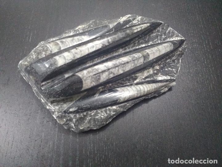 Coleccionismo de f&oacute;siles: F&oacute;siles orthoceras - Foto 3