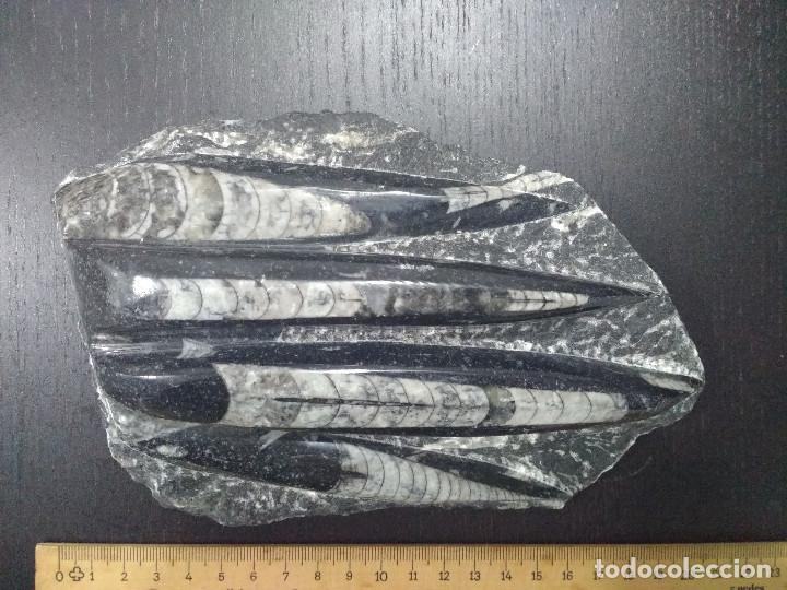 Coleccionismo de f&oacute;siles: F&oacute;siles orthoceras - Foto 2