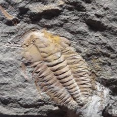 Coleccionismo de fósiles: FOSIL DE TRILOBITES HAMATOLENUS VICENTI , CAMBRICO. MARRUECOS. MOLDE Y CONTRAMOLDE.